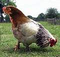 Emmanuel Amenakpor