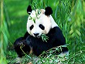 The Giant Panda