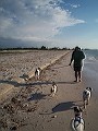 dogged optimists