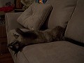 Couch picture
