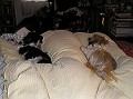 Couch picture
