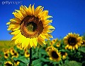 SUNFLOWERGIRL